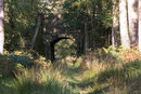 Forest Medicine