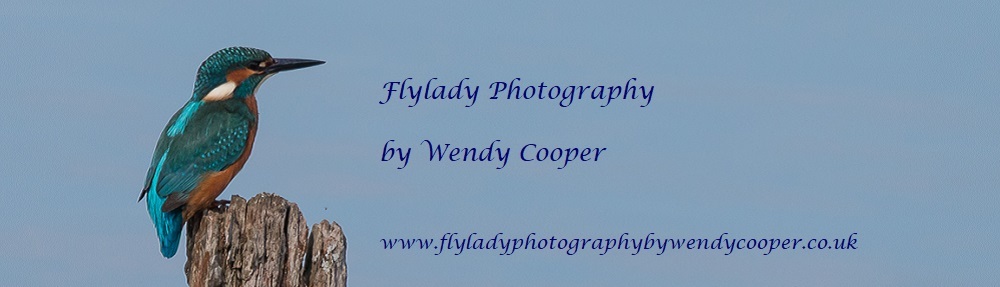Flylady Photography by Wendy Cooper